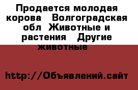 Продается молодая корова - Волгоградская обл. Животные и растения » Другие животные   